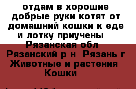 отдам в хорошие добрые руки котят от домашний кошки к еде и лотку приучены. - Рязанская обл., Рязанский р-н, Рязань г. Животные и растения » Кошки   